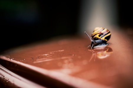 Snail in the gardenの写真素材