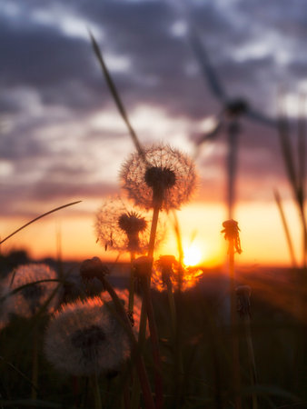Dandelion Clocks and a Wind Turbineの写真素材