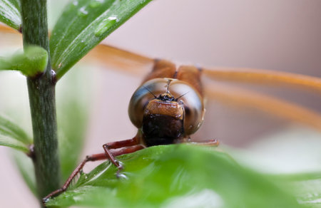 A Brown Hawker Dragonfly (Aeshna grandis) on  a Tree Lily plant.の写真素材