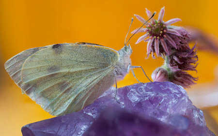 Cabbage White Butterfly (Pieris rapae) on a large Amethyst crystal specimen.A Sempervivum or Houseleek succulent in flower is also in the image.の写真素材