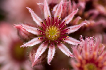 A Sempervivum (also known as Houseleeks and Hens & Chicks)  flower.の写真素材