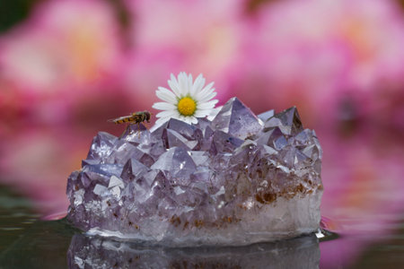 Marmalade Hoverfly on an Amethyst crystal with a Daisy Flower .
