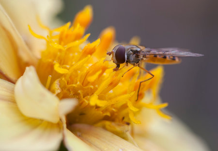 Marmalade Hoverfly (Episyrphus balteatus)feeding on nectar and pollen from a yellow Dahlia flower.の写真素材