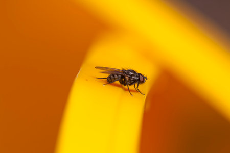 A macro shot of a Fly in the garden against a golden yellow background.Minimalistic with plenty of copy space or negative space.の写真素材