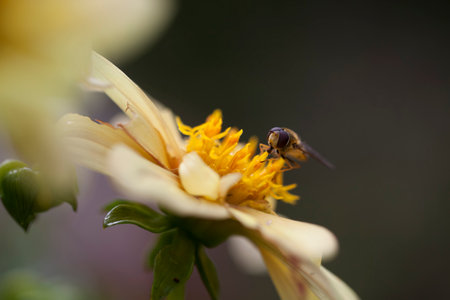 Marmalade Hoverfly (Episyrphus balteatus)feeding on nectar and pollen from a yellow Dahlia flower.の写真素材