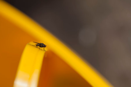 A macro shot of a Fly in the garden against a golden yellow background.Minimalistic with plenty of...