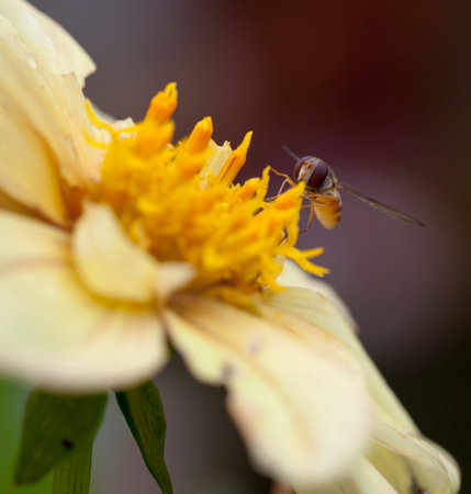 Marmalade Hoverfly (Episyrphus balteatus)feeding on nectar and pollen from a yellow Dahlia flower.