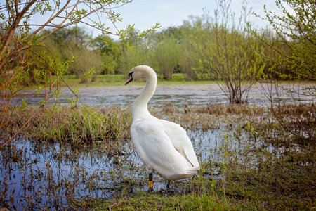 A Mute Swan in its natural wetland habitat in Britain.の写真素材