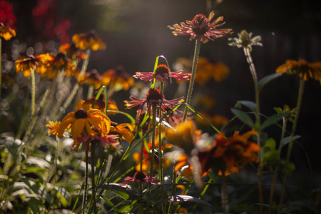 Echinacea 'Mama Mia' and Rudbeckia 'Rustic Dwarfs Mixed' in a vivid autumnal herbaceous border.Stunning blooms of  late summer and Autumn.の写真素材