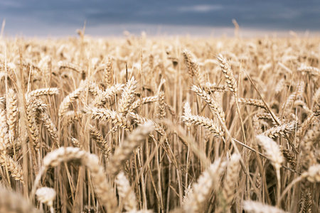 Wheat ready for harvest.Important food resource being farmed.の写真素材