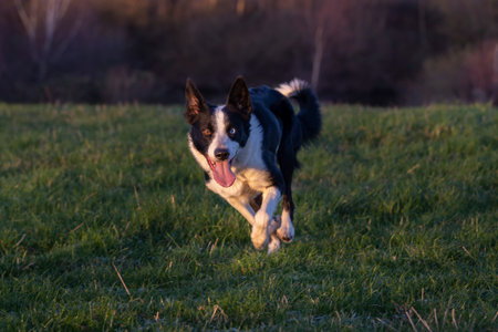 Border collie dog running in the meadow at sunset. Selective focus.の写真素材