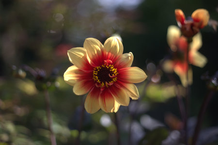 Yellow and orange flower of Dahlia plant 'Dahlia Moonfire'の写真素材