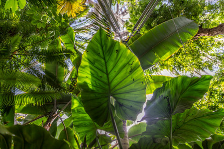 Tropical rainforest with big green leaves