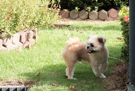 Dog free time.