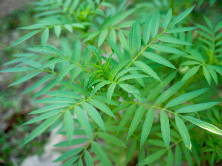 Tree in gardenの写真素材