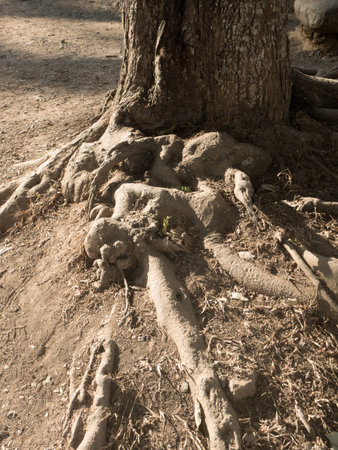 Natural Rootsの写真素材