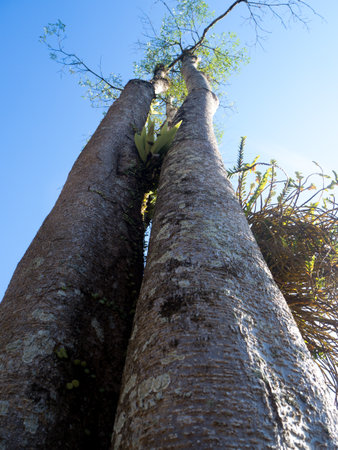 The Great Treeの写真素材