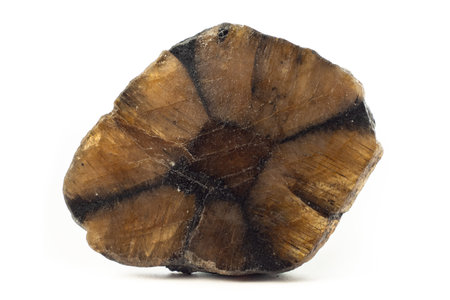 Chiastolite mineral from China isolated on a pure black backgroundの写真素材