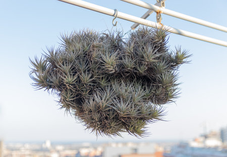 Air plant tillandsia capitata cluster hanging outdoors