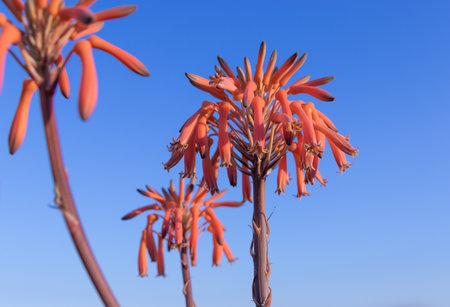Aloe mudenensis orange flower close-up outdoorsの写真素材
