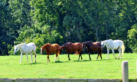 Horses in a lineの写真素材