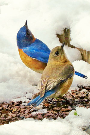 Waiting for Springの写真素材