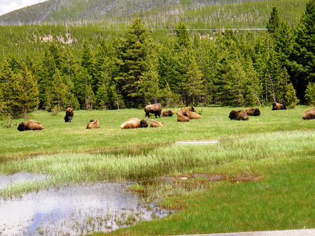 Bison herdの写真素材