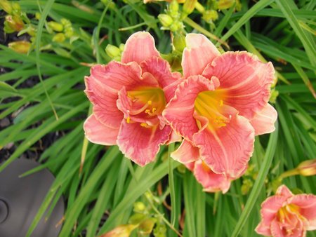 Daylilies  background.の写真素材