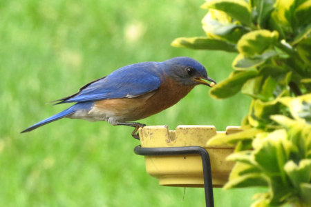 Male bluebirdの写真素材
