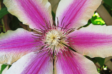 Clematis bloom in morningの写真素材
