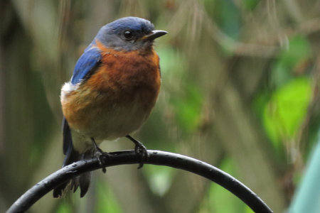 Male birdの写真素材