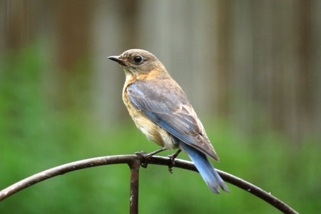 Female bluebirdの写真素材