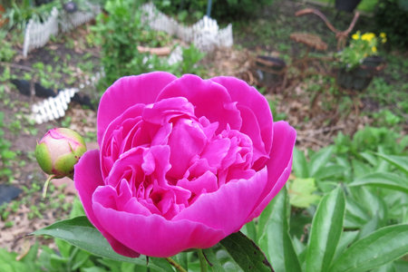 Garden flowerの写真素材