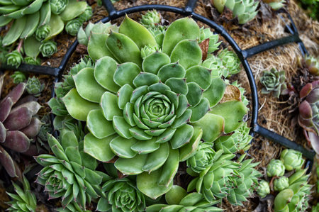 Large Succulentの写真素材