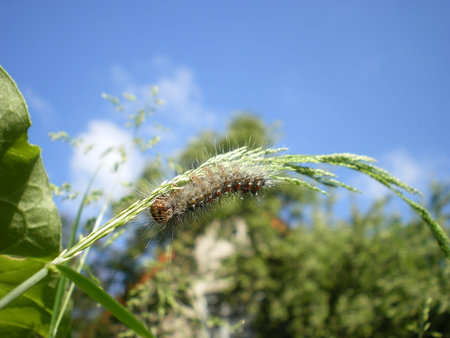 Caterpillar In The Sunny Garden