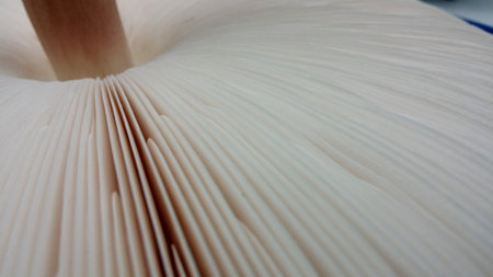 Slat under a mushroomの写真素材
