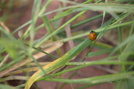 The grass