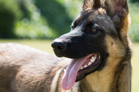 Rex With six monthsの写真素材