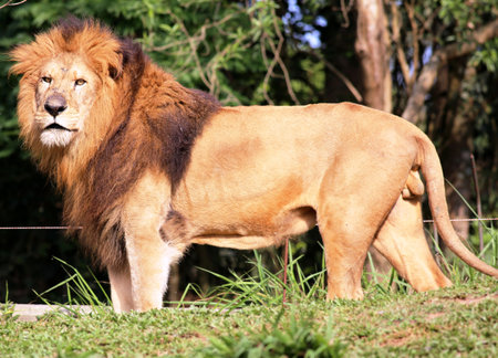 Lion at the zoo