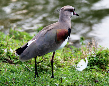 Vanellus chilensis walking by the lakeの写真素材