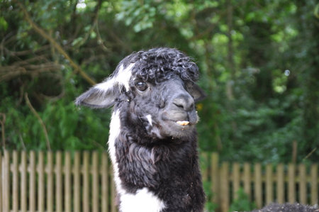 bicolor Lamaの写真素材