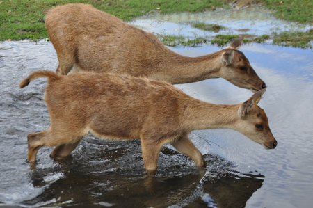 2 antelopes in waterの写真素材