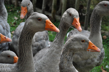 gray goose with an orange beakの写真素材