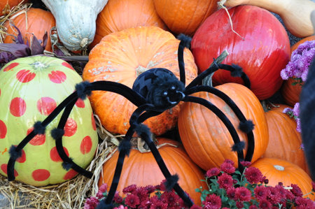 Spider on pumpkins for Halloweenの写真素材