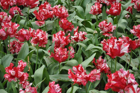 Massif red and white tulipsの写真素材