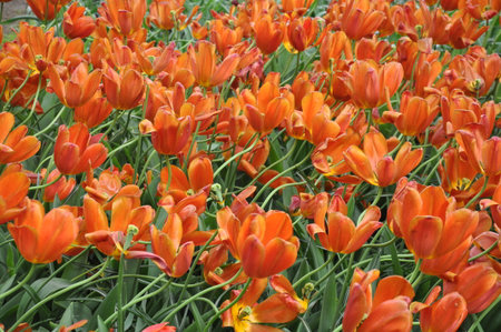 Massif of orange and yellow tulipsの写真素材