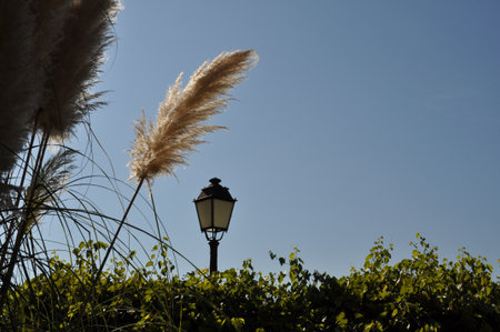 Lamp post and flower of the pampas on blue skyの写真素材