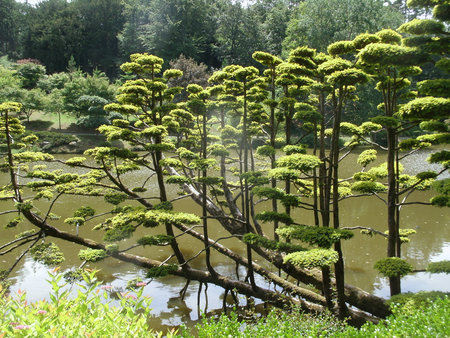 plants forming a Zen spaceの写真素材