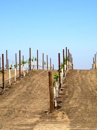 New Grape Vinesの写真素材