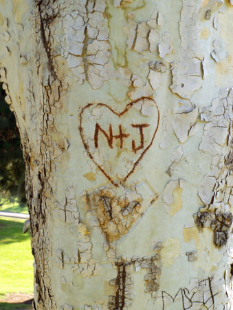  Carving in Treeの写真素材